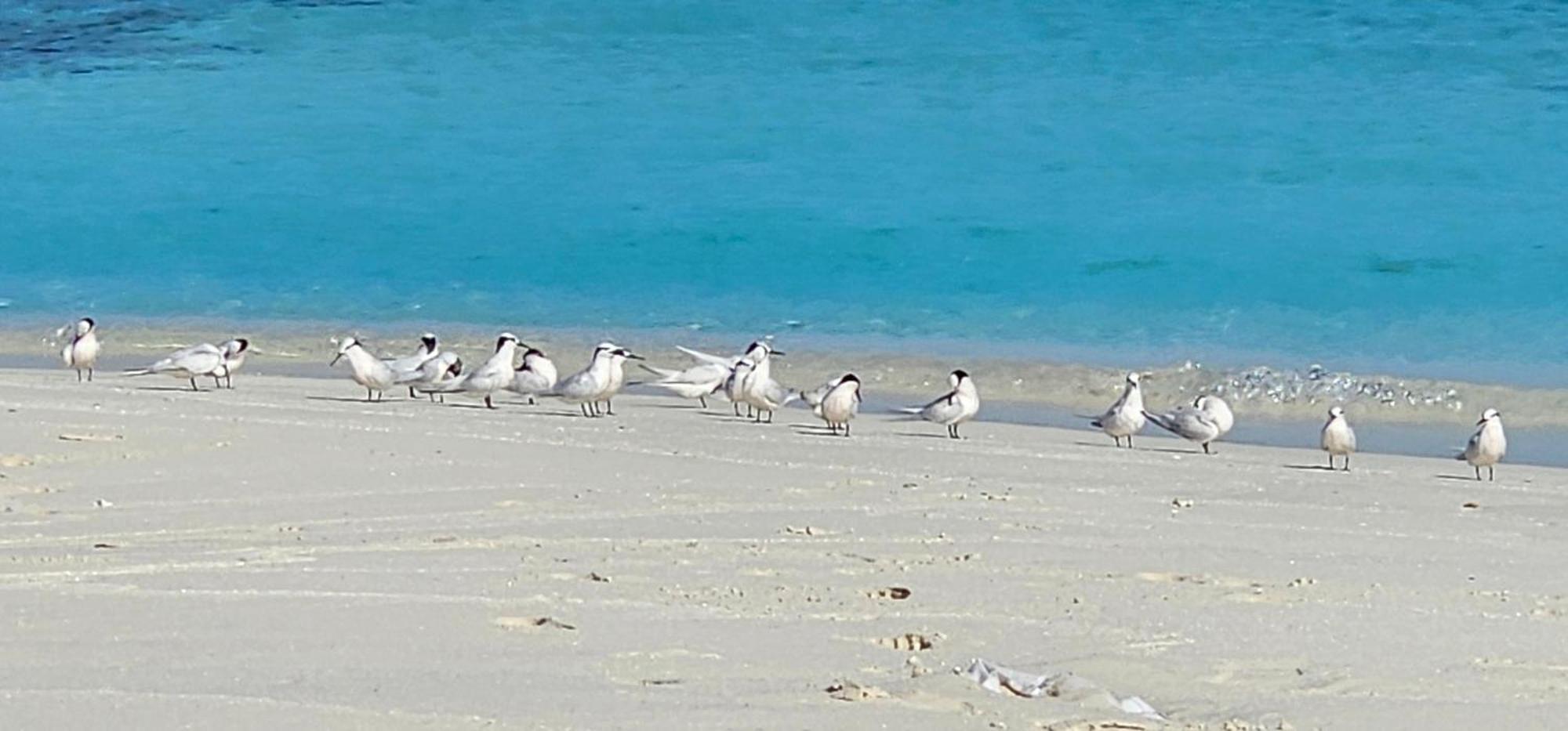 Turtle Maldives - Your Gateway To The Beach & Marine Adventures Await! Omadhoo 外观 照片