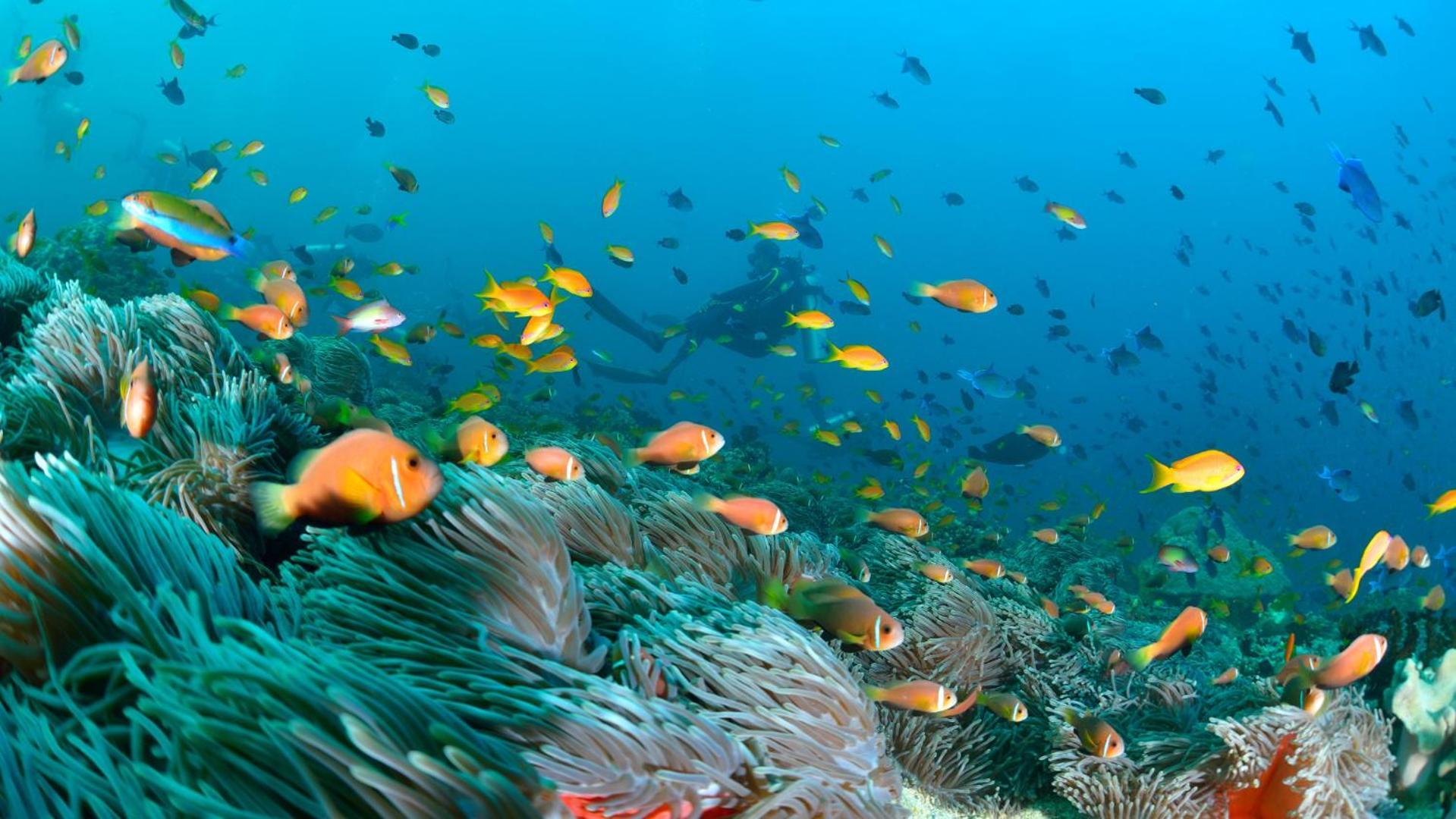 Turtle Maldives - Your Gateway To The Beach & Marine Adventures Await! Omadhoo 外观 照片